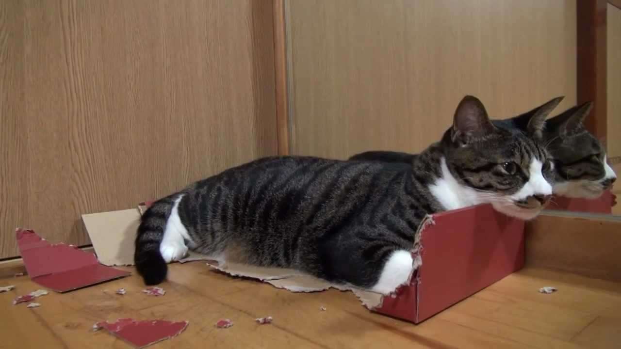 猫缶型の爪研ぎ　列が出来るほど好評だと話題に