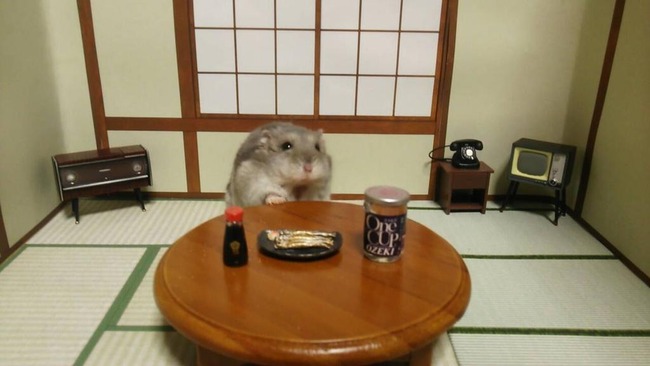 【訃報】 ツイッターで人気の『居酒屋ハムスターの銀次さん』  亡くなる : オレ的ゲーム速報＠刃