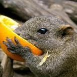 鎌倉にいる”特定外来生物”の台湾リスが増えすぎて問題に。可愛いのに駆除しなきゃいけない複雑な心境 - NAVER まとめ