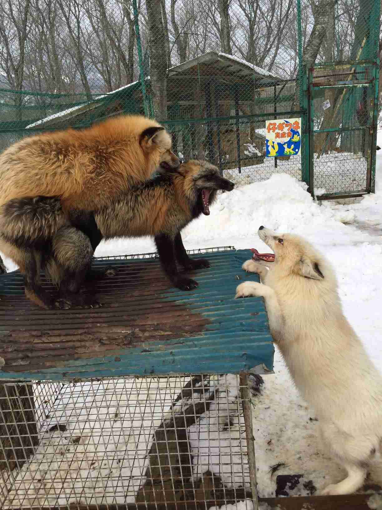 動物の人間みたいな瞬間！