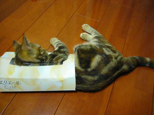 猫缶型の爪研ぎ　列が出来るほど好評だと話題に