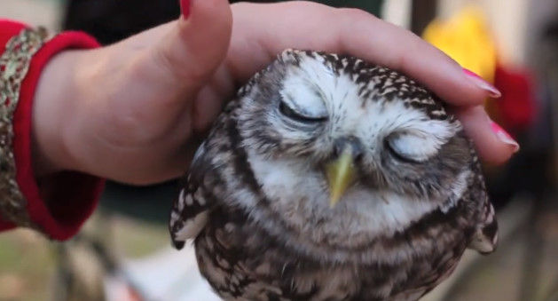 “癒やし鳥”フクロウ 触れ合える場が続々開店「飼った気分になれる」