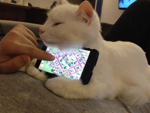ほっこり画像かエピソードを載せよう～トピ