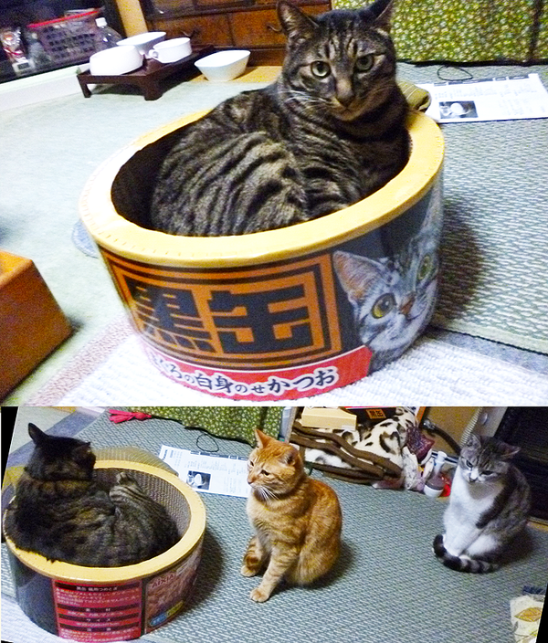 猫缶型の爪研ぎ　列が出来るほど好評だと話題に