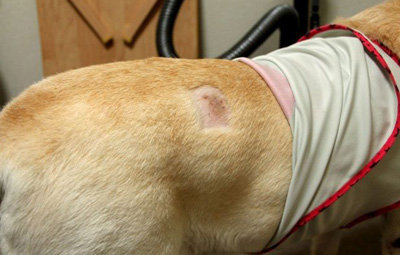 【酷い話】フォークで刺された盲導犬オスカー騒動、実はデマでした。　日本中が激怒した事件が意外な顛末 : はちま起稿