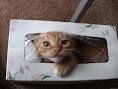 【イタズラ猫】かわいすぎる！イラっとするけど憎めない。 - NAVER まとめ