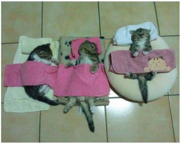 動物の寝てる画像ください！