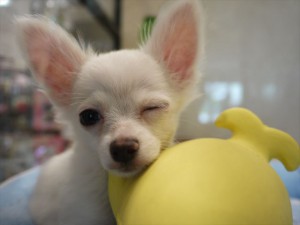 ウインク画像ください