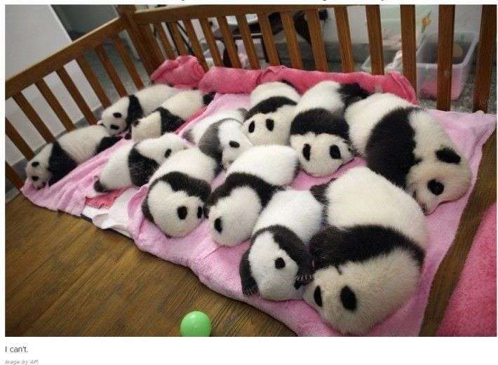 こんな時だからこそ心休まる画像を…