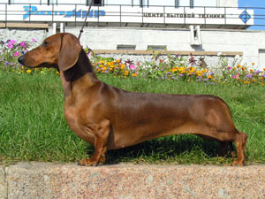 【画像】「ダックスフンド」と「ピットブル」のミックス犬が何とも言えない外見