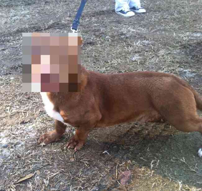 This Pitbull-Dachshund Crossbreed Rami (5 pics)