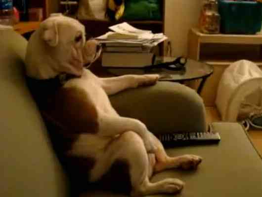 動物の人間みたいな瞬間！
