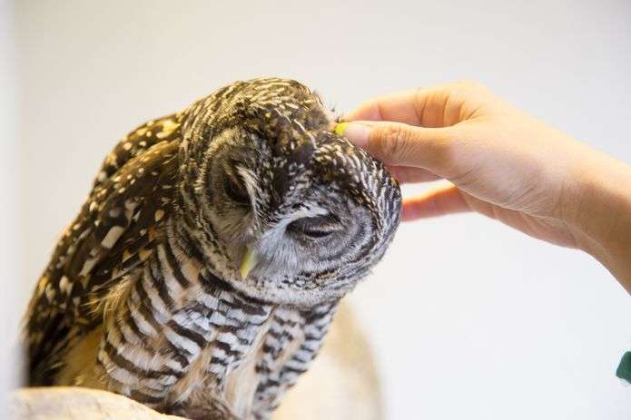 “癒やし鳥”フクロウ 触れ合える場が続々開店「飼った気分になれる」