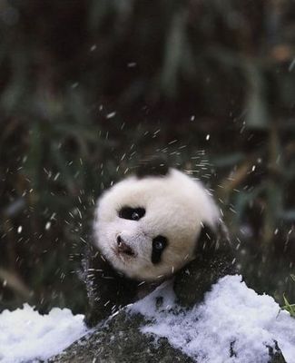中国のパンダが雪に大はしゃぎしてる姿が完全におっさんだと話題にww