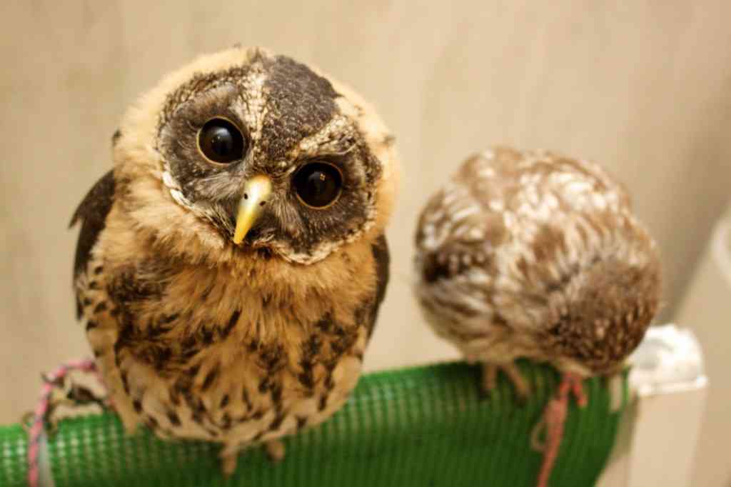 “癒やし鳥”フクロウ 触れ合える場が続々開店「飼った気分になれる」