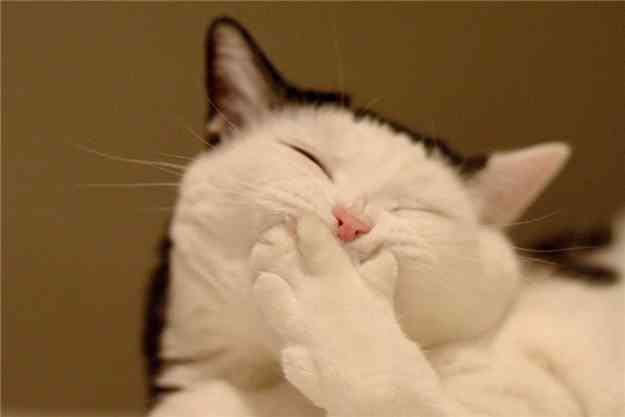 笑ってる動物の画像ください。