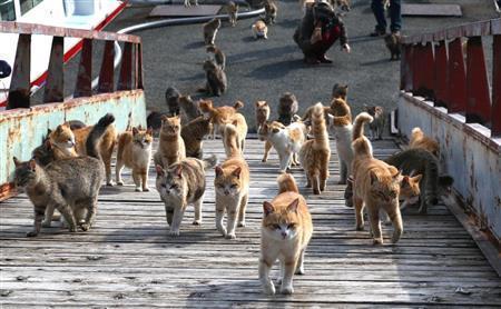 【徳之島】希少ウサギ守るため、島の猫3,000匹の不妊去勢プロジェクト進む