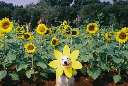 こんな時だからこそ心休まる画像を…