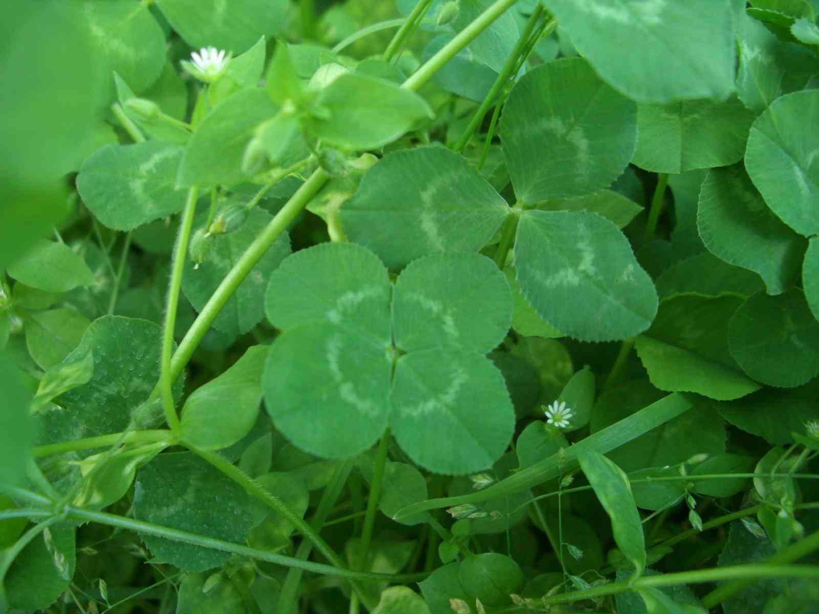 「ハチミツとクローバー」好きな人