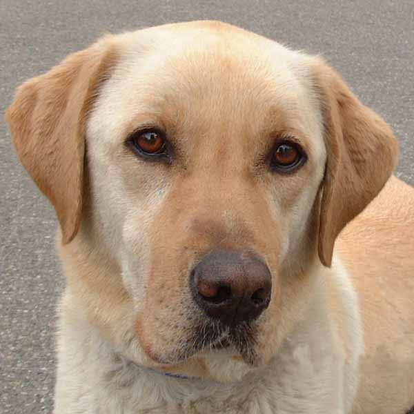 動物の人間みたいな瞬間！