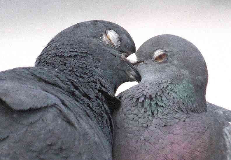 鳥が苦手な人いますか？