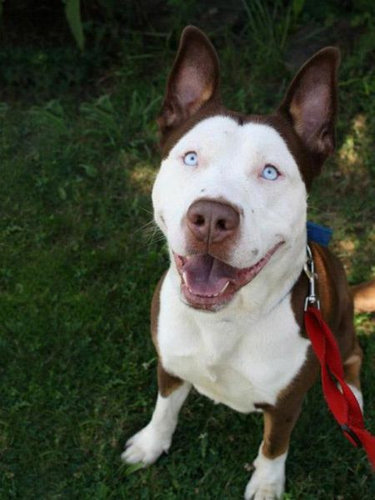 【画像】「ダックスフンド」と「ピットブル」のミックス犬が何とも言えない外見