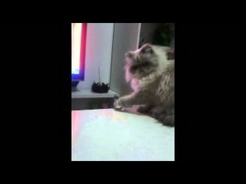 Вредный кот :) | Gato malo - YouTube