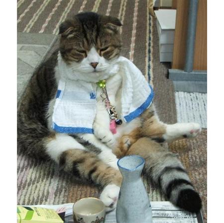 こんな時だからこそ心休まる画像を…