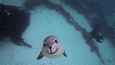 笑ってる動物の画像ください。