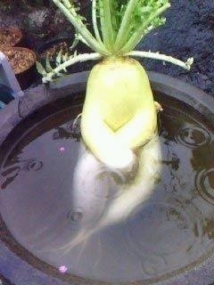 ほっこり画像かエピソードを載せよう～トピ