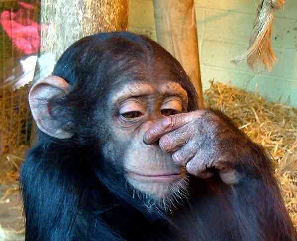 動物の人間みたいな瞬間！