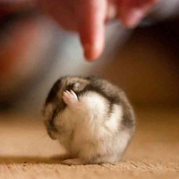hd animal pictures 2013: Cutest Animal Pictures