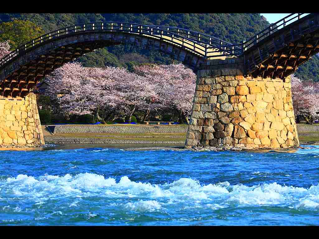 あなたの街の「桜の名所」、、、
