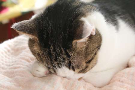色んな「ごめん寝」画像で癒されるトピ