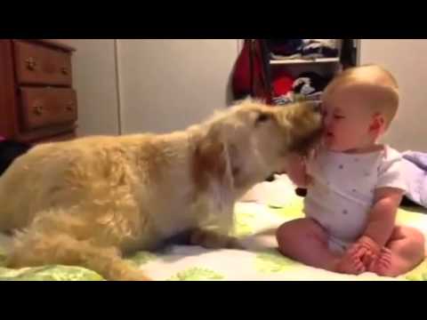 ★　赤ちゃんが大型犬に触ろうか迷っていると・・・？大型犬から歩み寄って赤ちゃんの顔をペロペロ♫　★ "かわいい 犬" - YouTube