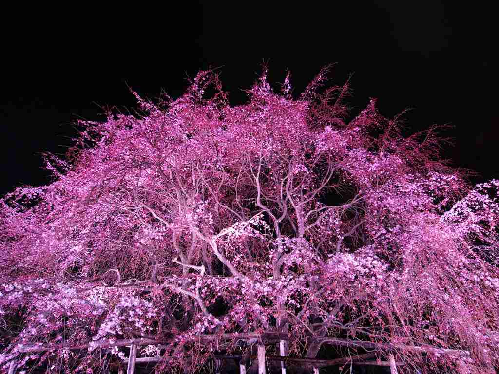 皆で花見しませんか?