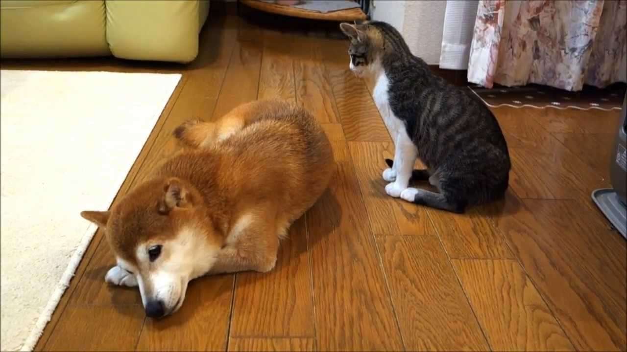 柴犬にそっと毛づくろいをする猫 - YouTube