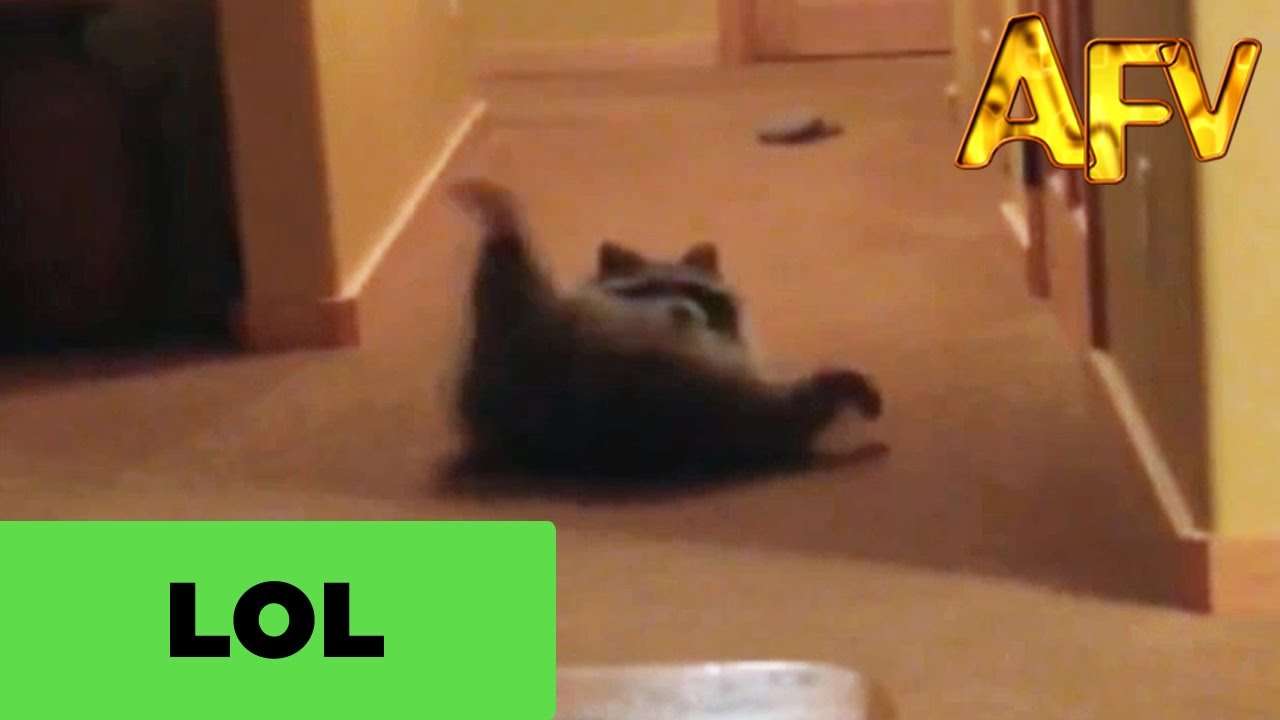 Chubby Rolling Raccoon Is Boss | AFV - YouTube