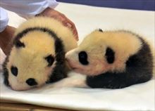 安住紳一郎 和歌山双子の赤ちゃんパンダ名前予想と結果を語る