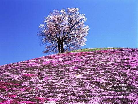 皆で花見しませんか?