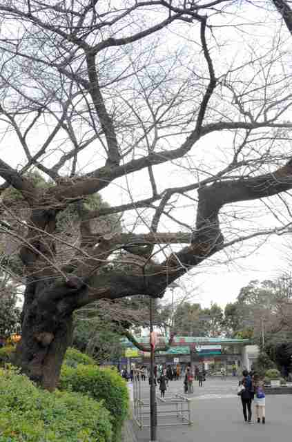 ソメイヨシノ元祖「上野に」　千葉大、遺伝子解析し推定：朝日新聞デジタル