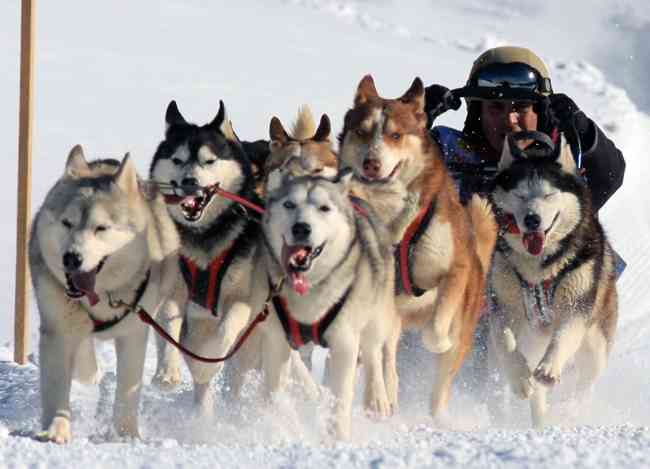 色々な犬種の画像トピ