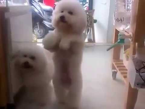 Dancing Bichon Frises - YouTube