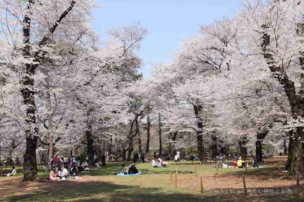 あなたの街の「桜の名所」、、、