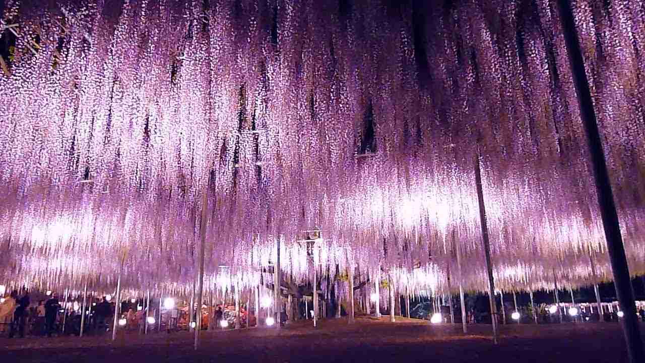 あしかがフラワーパークの大藤 見ごろ（Most Beautiful　Wisteria Flowers　of The World） - YouTube