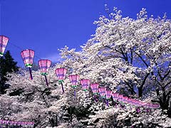  	厚木市制60周年記念第51回あつぎ飯山桜まつり　飯山温泉のイベント：るるぶ.com 