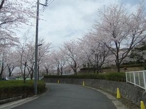厚木市：厚木市制60周年記念　第51回あつぎ飯山桜まつり