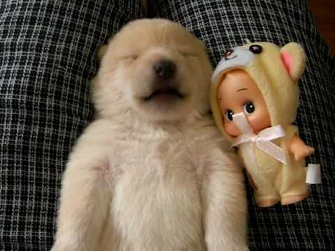 shiba inu white pupy 【超可愛い】【初公開】白柴くもくんの鳴き声 - YouTube