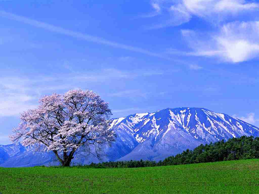 あなたの街の「桜の名所」、、、