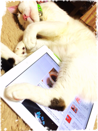 わざとでしょ？と思う画像